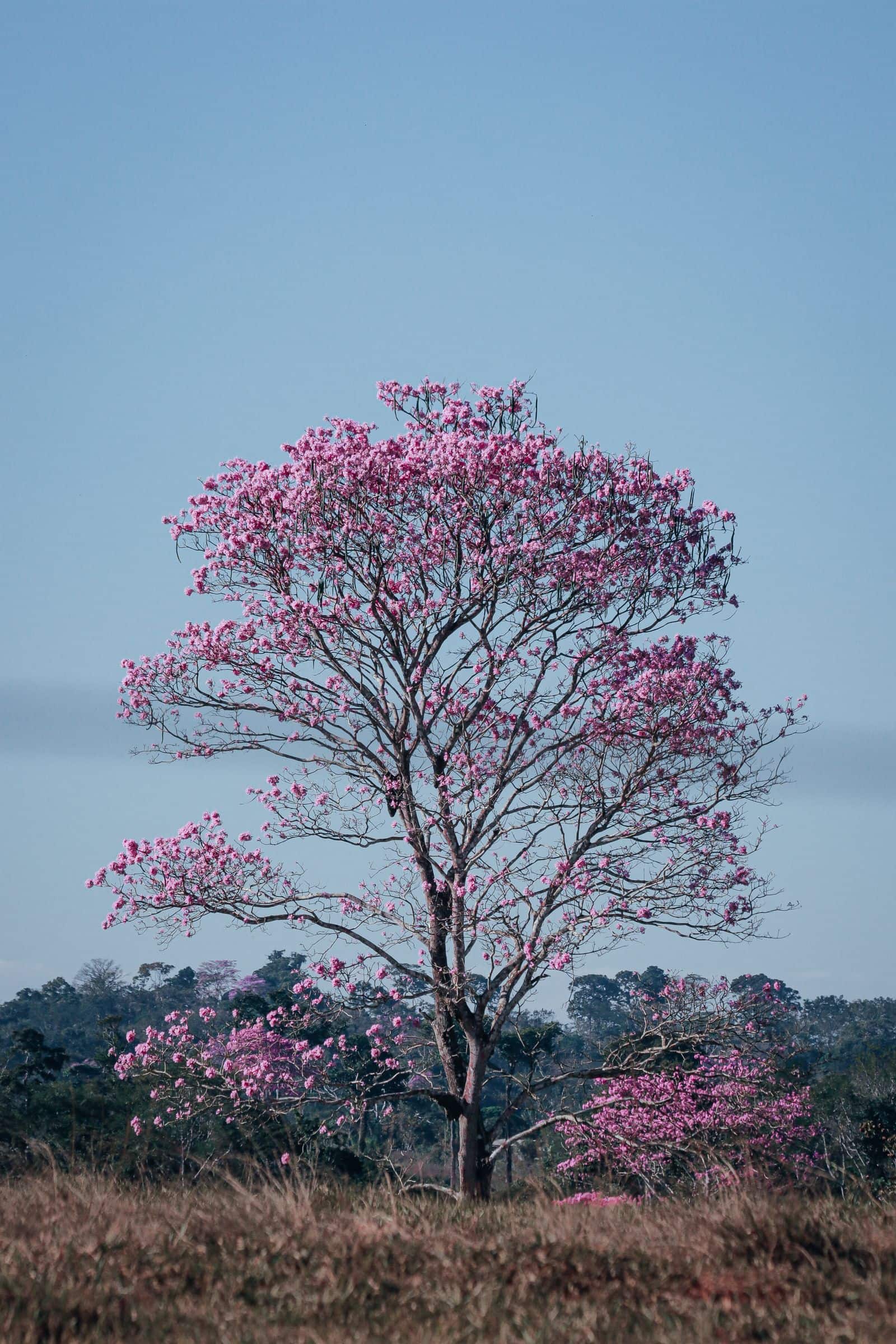 Ocobo en flor, el árbol símbolo de Ibagué